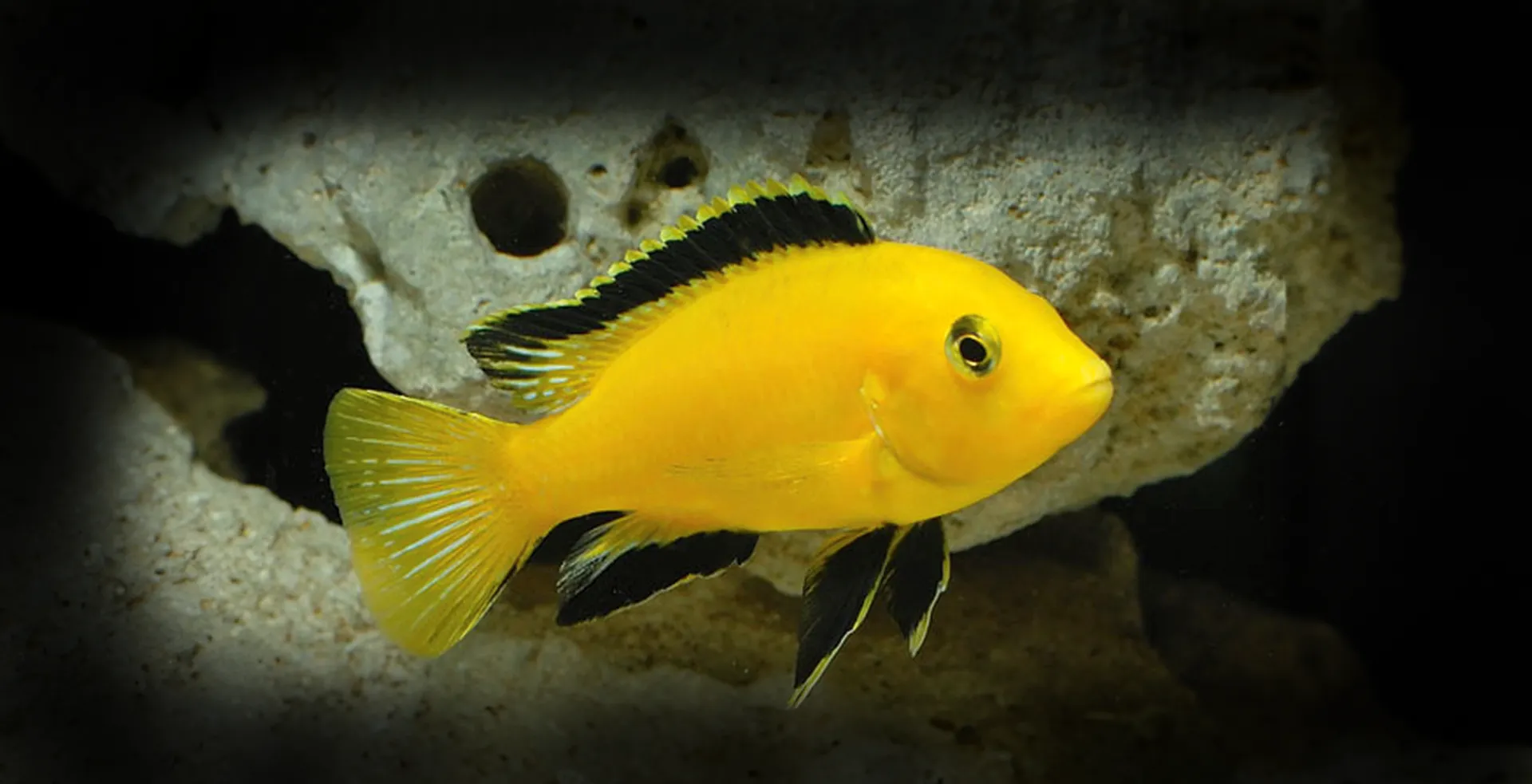 Imagem de fundo de Labidochromis - Poytara